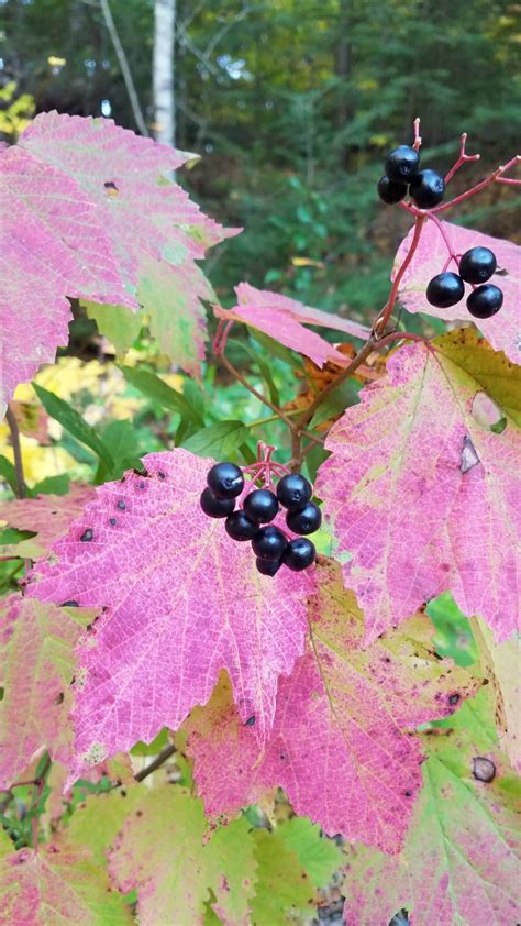 Shrubs – Viburnum acerifolium – Maple Leaf Viburnum