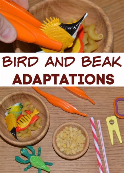 Bird Beak Adaptations - Darwins Finches - Science for Kids