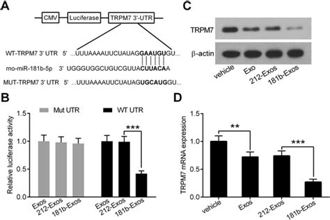 TRPM7 Is A Direct Target Gene Of MiR 181b 5p A The Putative Binding