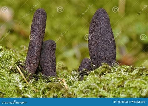 Dead Mans Fingers Fungus stock image. Image of autumn - 196749655