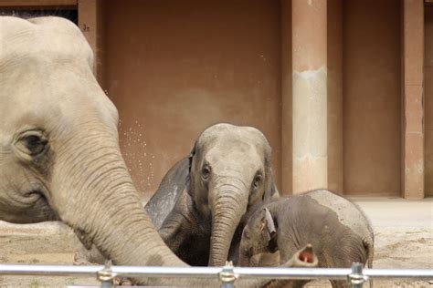 やまこじ On Twitter 泥遊びする姉妹を撮ってたらアヌラ母さんが横切ってスリーショットに🐘🐘🐘 東山動植物園 アジアゾウの