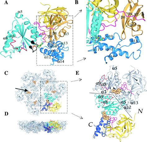 Structure Of The Aaa Atpase P Molecular Cell