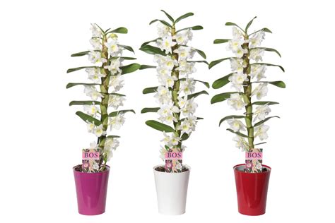 Dendrobium Nobile Classic Apollon Plant Wholesale Floraccess