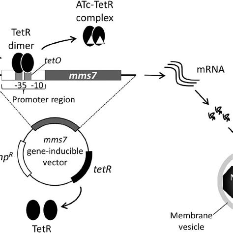 Schematic Of Tetracycline Inducible Expression System Inducible