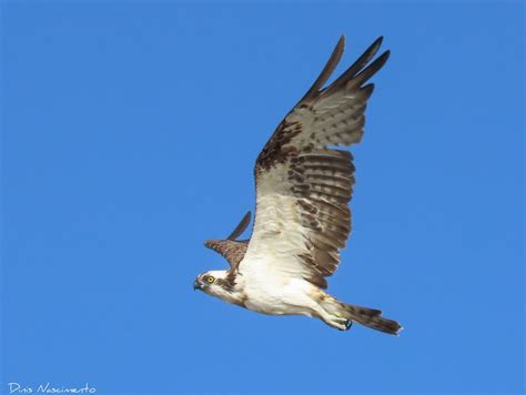 Guia Pesqueira Pandion Haliaetus Figueira Da Foz Novemb Flickr