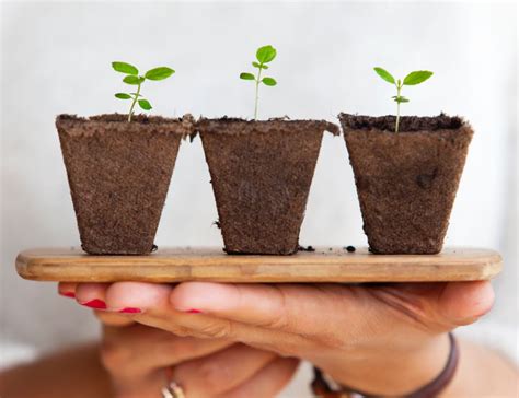 Las Mejores Plantas Duraderas Para Poner En Una Terraza AEDAS Homes