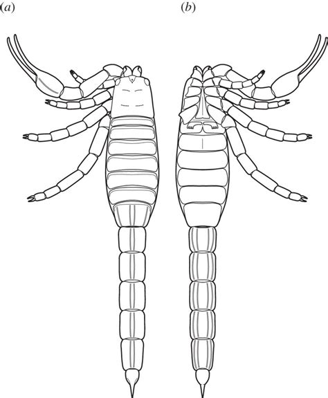 A New Mid Silurian Aquatic Scorpion—one Step Closer To Land Biology