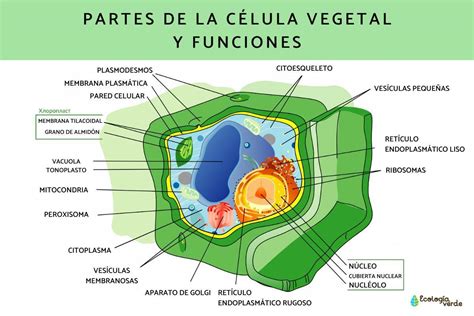 LAS CÉLULAS Mind Map