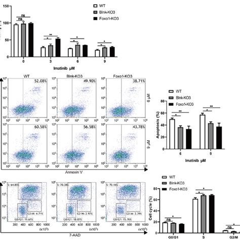 Blnk Or Foxo Deletion Promotes The Cell Growth In Bcr Abl Transformed