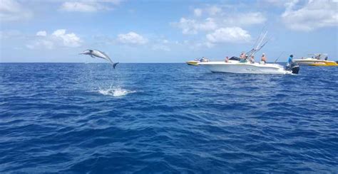 The Best Belle Mare Dolphin Whale Watching Free Cancellation