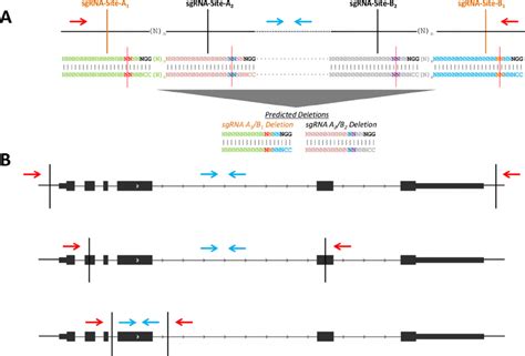 Schematic Of Possible Deletion Strategies A Two Example Sgrna Pairs