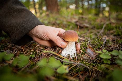 Gydytojos Patarimai Apsinuodijus Grybais Kai Kuriais Atvejais