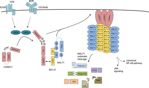 B Cell Lymphoma Leukemia An Overview Sciencedirect Off