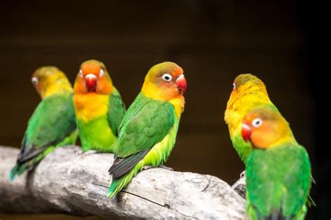 Free Images Bird Beak Color Colorful Yellow Fauna Lorikeet Lovebird Colour Vertebrate