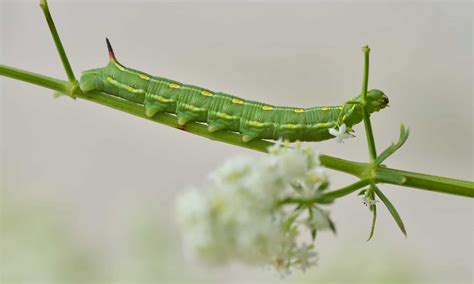 Hummingbird Hawk-Moth Pictures - AZ Animals