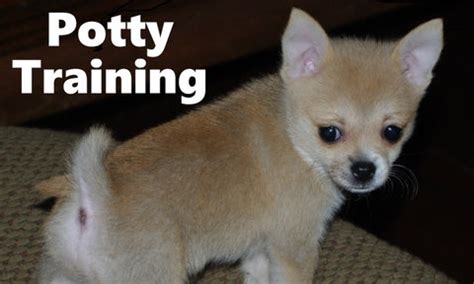 Pomchi Potty Training – Modern Puppies