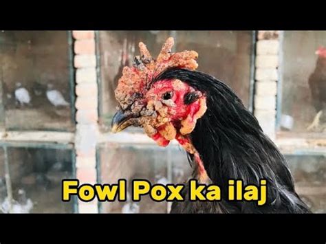 Fowl Pox Causes and Treatment - YouTube