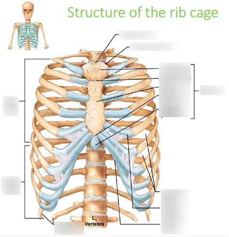 Vertebral Column And Thoracic Cage Diagram Quizlet