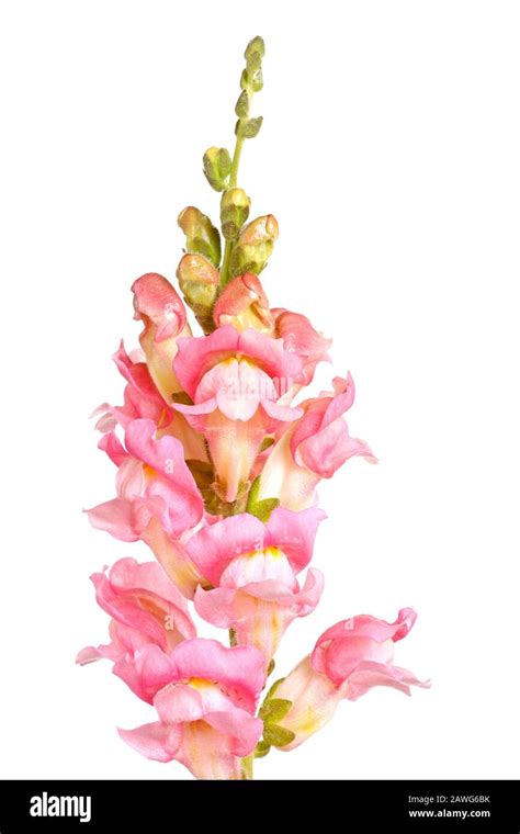 Red Snapdragon Isolated Hi Res Stock Photography And Images Alamy