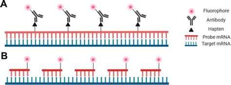 Overview Of Fluorescent In Situ Hybridization For RNA Detection