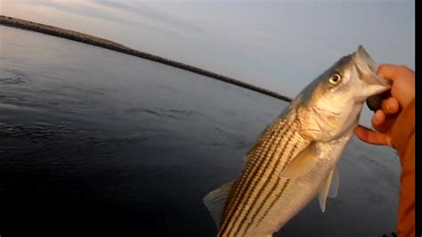 Striped Bass Cape Cod Canal Fishing Youtube