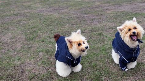 S Dan V Lger Du Den Rigtige Hundejakke Til Din Firbenede Ven Familie