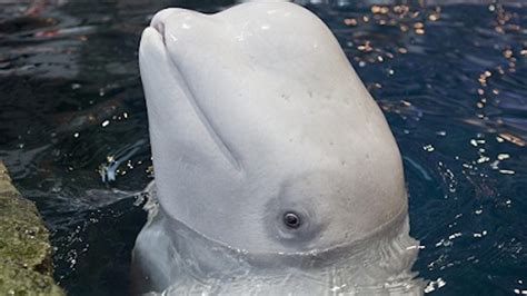 Shedd Beluga Whale Passes Away Wgn Tv