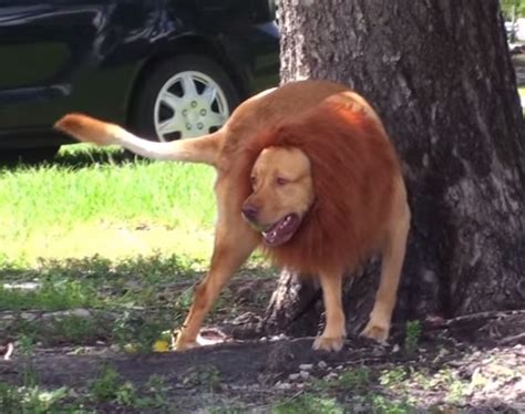 Vídeo Cachorro Leão Assusta Pessoas Com Sua Juba Veja SÃo Paulo