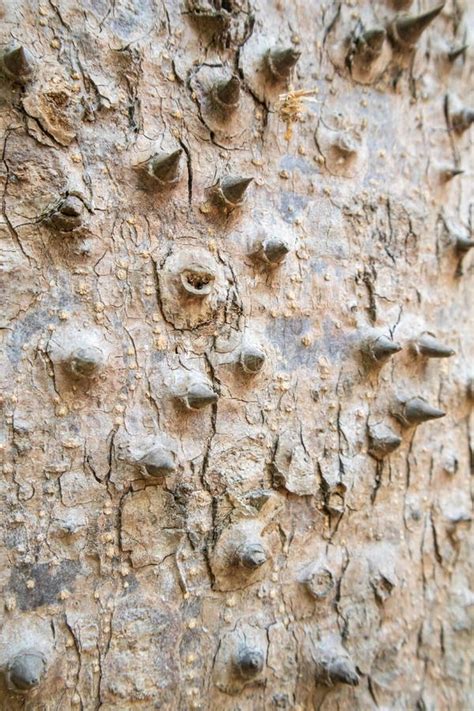 Textured And Surface Of The Trunk Of Kapok Tree Red Silk Cotton Tree