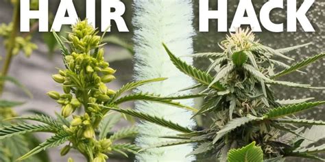 Male Female Weed Plants A Full Guide On Cannabis Genders 60 Off