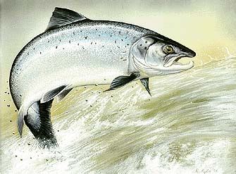 Salmon Fishing | bajafishing.net | bajafishing.net