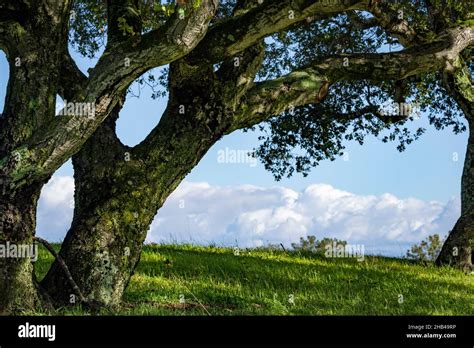 Oak Trees And Grassy Hill With Clouds In The Background Stock Photo Alamy