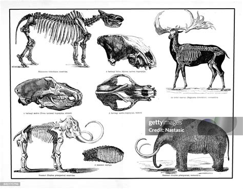 Animals And Skeletons Form The Pleistocene Period Mammoth Giant Deer