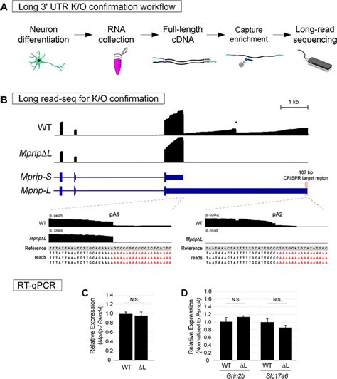 Frontiers CRISPR Mediated Knockout Of Long 3 UTR MRNA Isoforms In