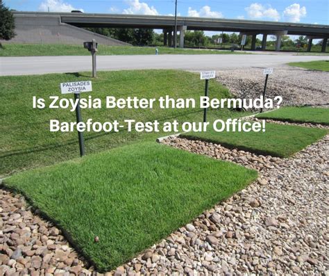 Zenith Zoysia Vs Emerald Zoysia