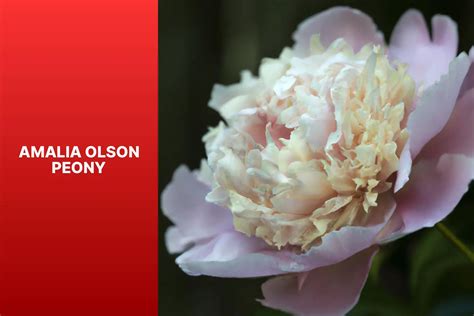 Amalia Olson Peony The Green Thumb Chronicles Cultivating A Garden