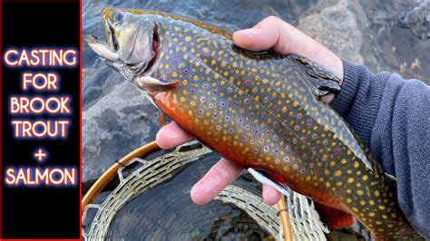 River Fishing For Early Fall Brook Trout Brown Trout And Salmon Maine