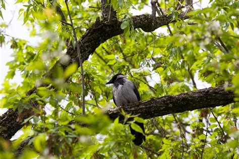 Premium Photo Black Crow Sits On Tree Branches With Green Foliage