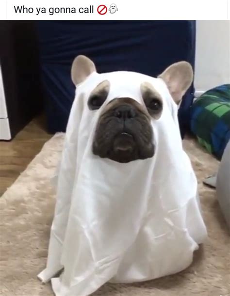 25 of 2015 s most amazing halloween pet costumes – Artofit