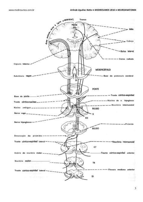 Medresumos 2016 Neuroanatomia 21 Grandes Vias Eferentes