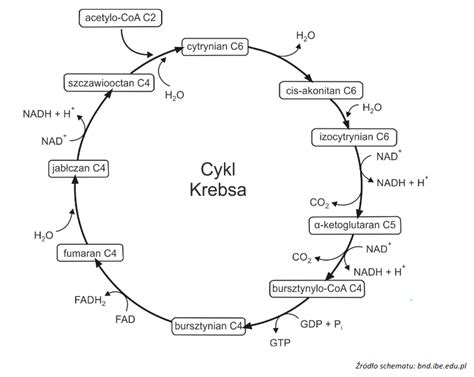 Poniżej przedstawiono schemat cyklu Krebsa cyklu kwasu cytrynowego