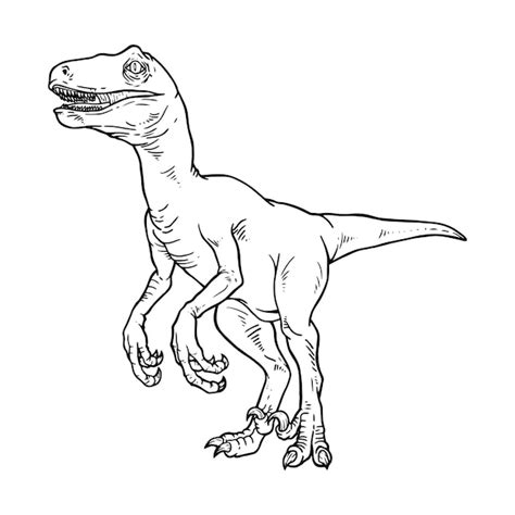 Dessin Au Trait Velociraptor Coloriage Dinosaure Velociraptor Noir Et