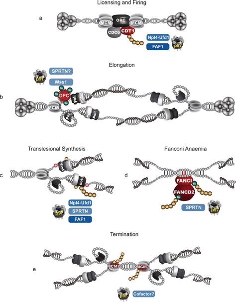 The Multiple Roles Of P In Dna Replication A Licencing And Firing Of