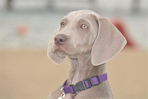 Weimaraner O Braco De Weimar Cuidados Caracter Sticas Y Curiosidades