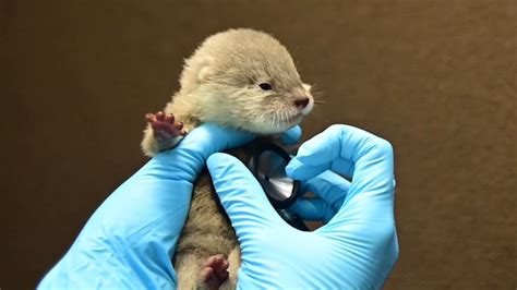 Adorable Baby Otters Born For The First Time At Discovery Cove