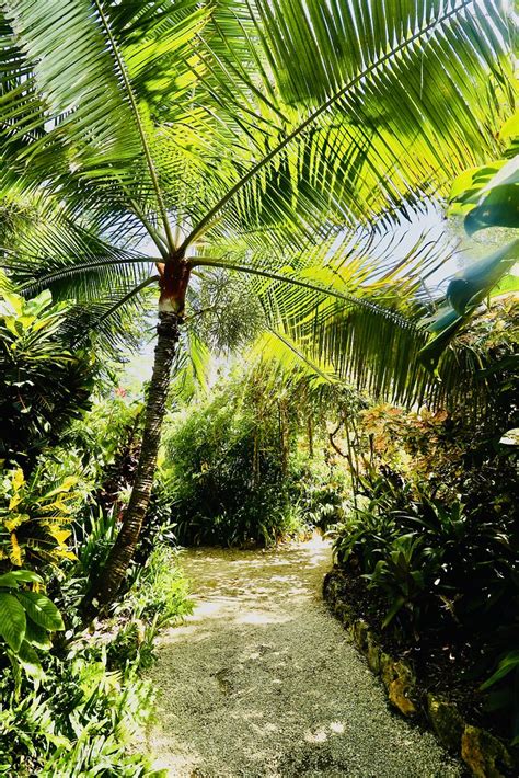 Cayman Islands Queen Elizabeth II Botanic Park Palm Trees Flickr