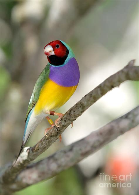 Gouldian Finch Colors