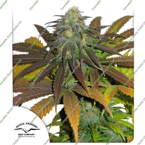 Buy Californian Orange By Dutch Passion At Cannabis Seeds Outlet Uk