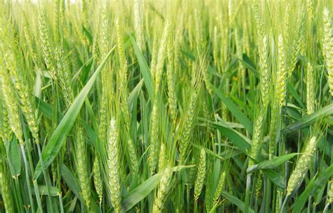 Green Wheat Close-up Free Photo Download | FreeImages