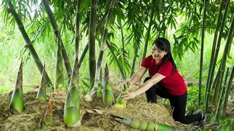 How To Harvest Bamboo Shoot Goes To The Market Sell Harvesting And